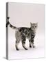 Domestic Cat, 6-Month Silver Tabby Male Kitten-Jane Burton-Stretched Canvas