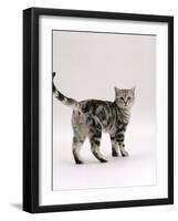 Domestic Cat, 6-Month Silver Tabby Male Kitten-Jane Burton-Framed Photographic Print