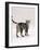 Domestic Cat, 6-Month Silver Tabby Male Kitten-Jane Burton-Framed Photographic Print