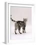 Domestic Cat, 6-Month Silver Tabby Male Kitten-Jane Burton-Framed Photographic Print