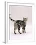 Domestic Cat, 6-Month Silver Tabby Male Kitten-Jane Burton-Framed Photographic Print