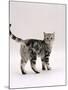 Domestic Cat, 6-Month Silver Tabby Male Kitten-Jane Burton-Mounted Photographic Print