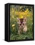 Domestic Cat, 6-Week, Abyssinian Kitten Walking in Grass with Buttercups-Jane Burton-Framed Stretched Canvas