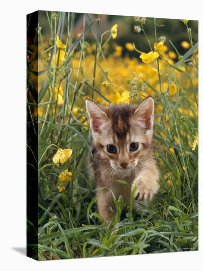 Domestic Cat, 6-Week, Abyssinian Kitten Walking in Grass with Buttercups-Jane Burton-Stretched Canvas