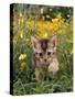 Domestic Cat, 6-Week, Abyssinian Kitten Walking in Grass with Buttercups-Jane Burton-Stretched Canvas