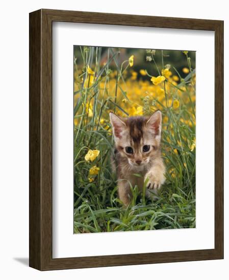 Domestic Cat, 6-Week, Abyssinian Kitten Walking in Grass with Buttercups-Jane Burton-Framed Premium Photographic Print