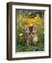 Domestic Cat, 6-Week, Abyssinian Kitten Walking in Grass with Buttercups-Jane Burton-Framed Premium Photographic Print