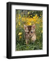 Domestic Cat, 6-Week, Abyssinian Kitten Walking in Grass with Buttercups-Jane Burton-Framed Premium Photographic Print