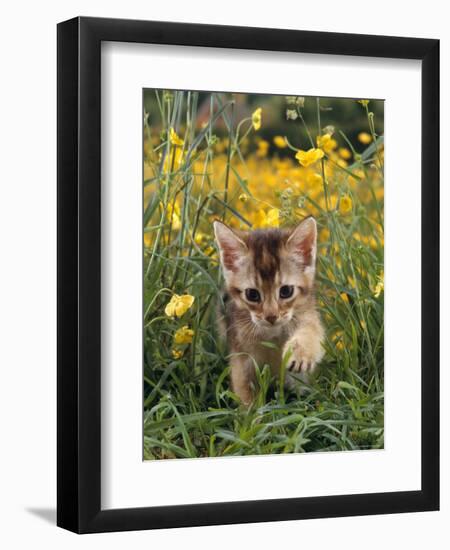 Domestic Cat, 6-Week, Abyssinian Kitten Walking in Grass with Buttercups-Jane Burton-Framed Premium Photographic Print