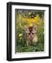 Domestic Cat, 6-Week, Abyssinian Kitten Walking in Grass with Buttercups-Jane Burton-Framed Premium Photographic Print