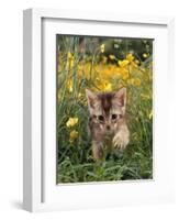 Domestic Cat, 6-Week, Abyssinian Kitten Walking in Grass with Buttercups-Jane Burton-Framed Premium Photographic Print