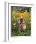 Domestic Cat, 6-Week, Abyssinian Kitten Walking in Grass with Buttercups-Jane Burton-Framed Premium Photographic Print