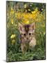 Domestic Cat, 6-Week, Abyssinian Kitten Walking in Grass with Buttercups-Jane Burton-Mounted Premium Photographic Print