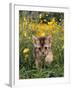 Domestic Cat, 6-Week, Abyssinian Kitten Walking in Grass with Buttercups-Jane Burton-Framed Photographic Print