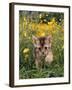 Domestic Cat, 6-Week, Abyssinian Kitten Walking in Grass with Buttercups-Jane Burton-Framed Photographic Print