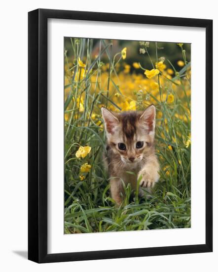 Domestic Cat, 6-Week, Abyssinian Kitten Walking in Grass with Buttercups-Jane Burton-Framed Photographic Print