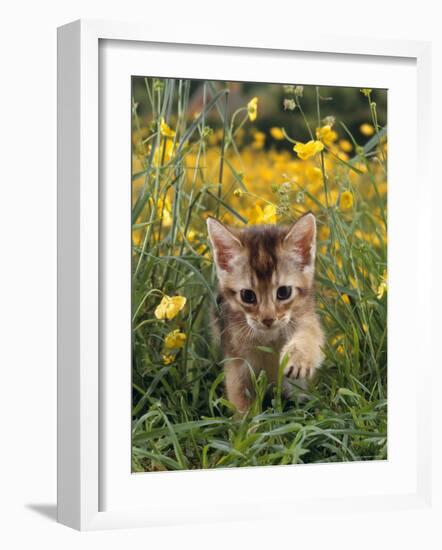 Domestic Cat, 6-Week, Abyssinian Kitten Walking in Grass with Buttercups-Jane Burton-Framed Photographic Print