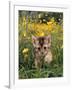 Domestic Cat, 6-Week, Abyssinian Kitten Walking in Grass with Buttercups-Jane Burton-Framed Photographic Print