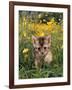 Domestic Cat, 6-Week, Abyssinian Kitten Walking in Grass with Buttercups-Jane Burton-Framed Photographic Print