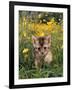 Domestic Cat, 6-Week, Abyssinian Kitten Walking in Grass with Buttercups-Jane Burton-Framed Photographic Print