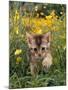 Domestic Cat, 6-Week, Abyssinian Kitten Walking in Grass with Buttercups-Jane Burton-Mounted Photographic Print