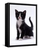 Domestic Cat, 6-Week, Black-And-White Kitten-Jane Burton-Framed Stretched Canvas