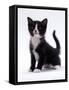 Domestic Cat, 6-Week, Black-And-White Kitten-Jane Burton-Framed Stretched Canvas