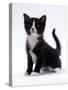 Domestic Cat, 6-Week, Black-And-White Kitten-Jane Burton-Stretched Canvas