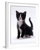 Domestic Cat, 6-Week, Black-And-White Kitten-Jane Burton-Framed Photographic Print