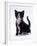 Domestic Cat, 6-Week, Black-And-White Kitten-Jane Burton-Framed Photographic Print