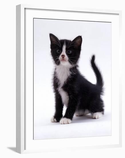 Domestic Cat, 6-Week, Black-And-White Kitten-Jane Burton-Framed Photographic Print