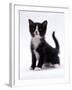 Domestic Cat, 6-Week, Black-And-White Kitten-Jane Burton-Framed Photographic Print