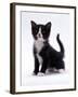 Domestic Cat, 6-Week, Black-And-White Kitten-Jane Burton-Framed Photographic Print