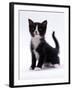 Domestic Cat, 6-Week, Black-And-White Kitten-Jane Burton-Framed Photographic Print