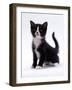 Domestic Cat, 6-Week, Black-And-White Kitten-Jane Burton-Framed Photographic Print