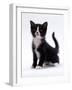 Domestic Cat, 6-Week, Black-And-White Kitten-Jane Burton-Framed Photographic Print