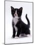 Domestic Cat, 6-Week, Black-And-White Kitten-Jane Burton-Mounted Photographic Print