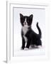 Domestic Cat, 6-Week, Black-And-White Kitten-Jane Burton-Framed Photographic Print