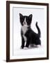 Domestic Cat, 6-Week, Black-And-White Kitten-Jane Burton-Framed Photographic Print