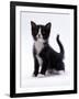 Domestic Cat, 6-Week, Black-And-White Kitten-Jane Burton-Framed Photographic Print