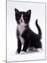 Domestic Cat, 6-Week, Black-And-White Kitten-Jane Burton-Mounted Photographic Print