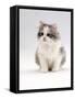 Domestic Cat, 6-Week, Chinchilla-Cross Kitten-Jane Burton-Framed Stretched Canvas