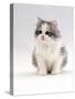 Domestic Cat, 6-Week, Chinchilla-Cross Kitten-Jane Burton-Stretched Canvas