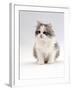 Domestic Cat, 6-Week, Chinchilla-Cross Kitten-Jane Burton-Framed Photographic Print