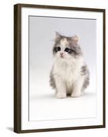 Domestic Cat, 6-Week, Chinchilla-Cross Kitten-Jane Burton-Framed Photographic Print