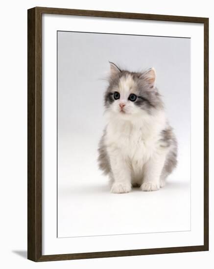 Domestic Cat, 6-Week, Chinchilla-Cross Kitten-Jane Burton-Framed Photographic Print