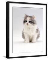 Domestic Cat, 6-Week, Chinchilla-Cross Kitten-Jane Burton-Framed Photographic Print