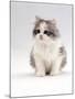 Domestic Cat, 6-Week, Chinchilla-Cross Kitten-Jane Burton-Mounted Photographic Print