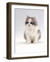 Domestic Cat, 6-Week, Chinchilla-Cross Kitten-Jane Burton-Framed Photographic Print