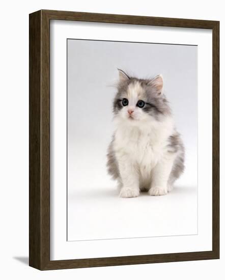 Domestic Cat, 6-Week, Chinchilla-Cross Kitten-Jane Burton-Framed Photographic Print